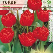Tulipán doble precoz 'Carlton'